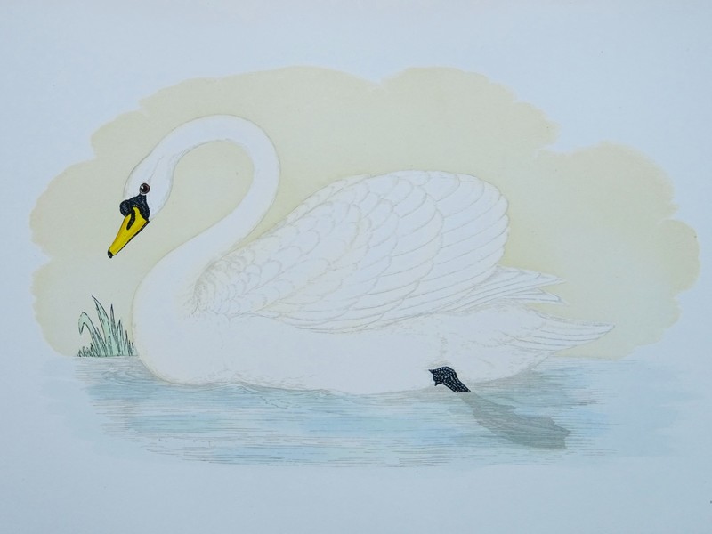 c1870 Antique Print THE MUTE SWAN History of British Birds by F.O. Morris