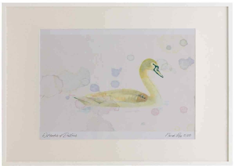 A3 mute swan juvenile Watercolour Ltd Edition Picture Framed