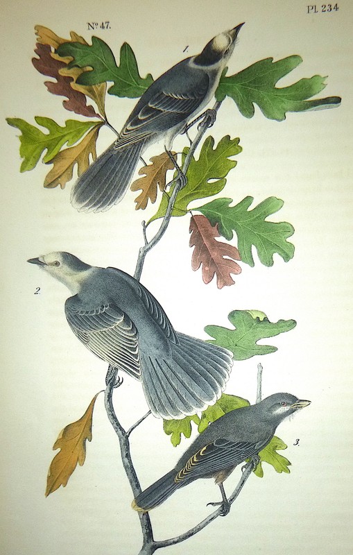 Audubon 1st ed Octavo CANADA JAY Birds of America 1840 original plate 234
