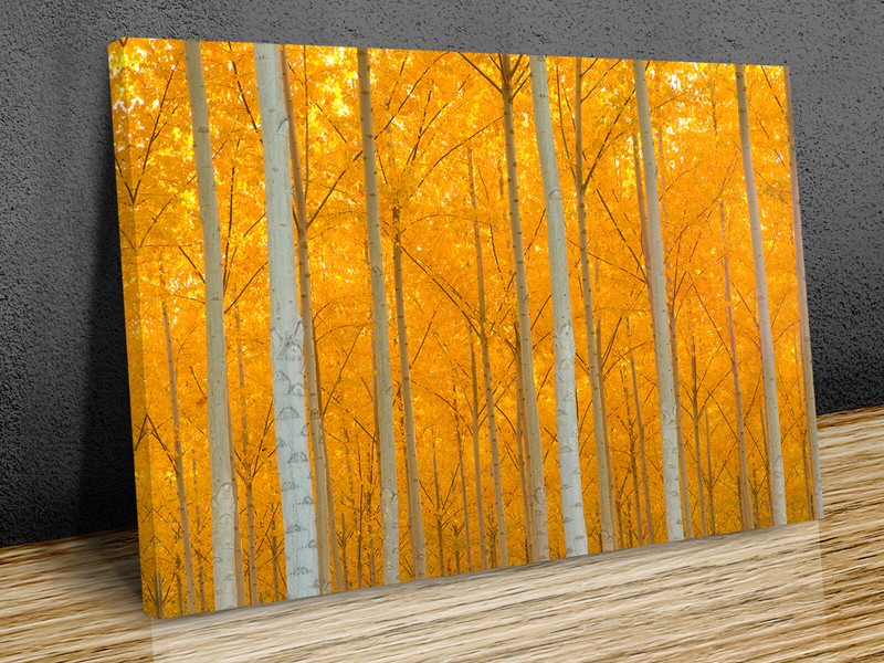 Autumn in the Trees Leaves canvas print art wall framed or print only