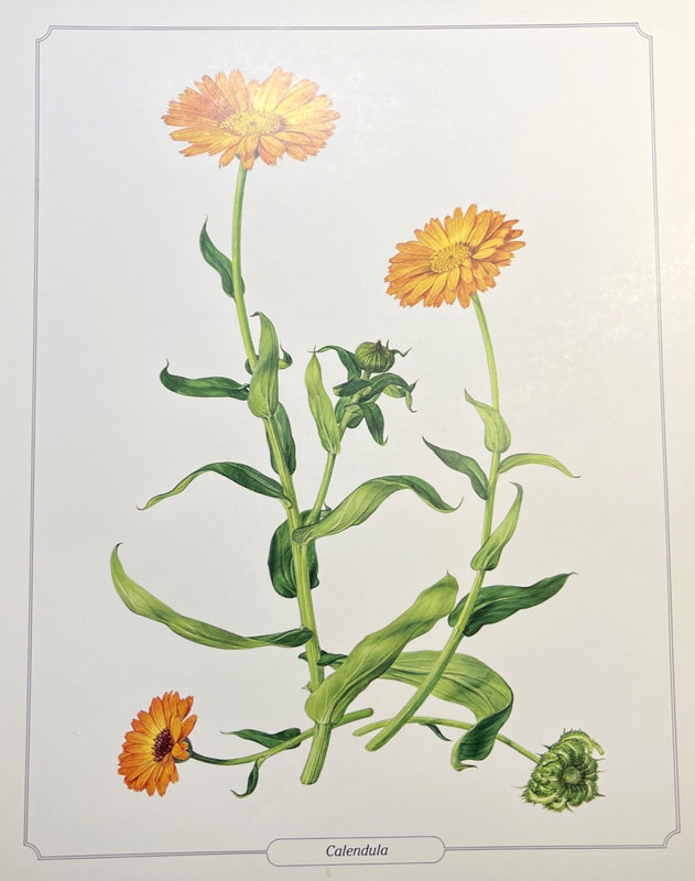 Botanical Print Vintage Color Illustration Plate Calendula Flowers