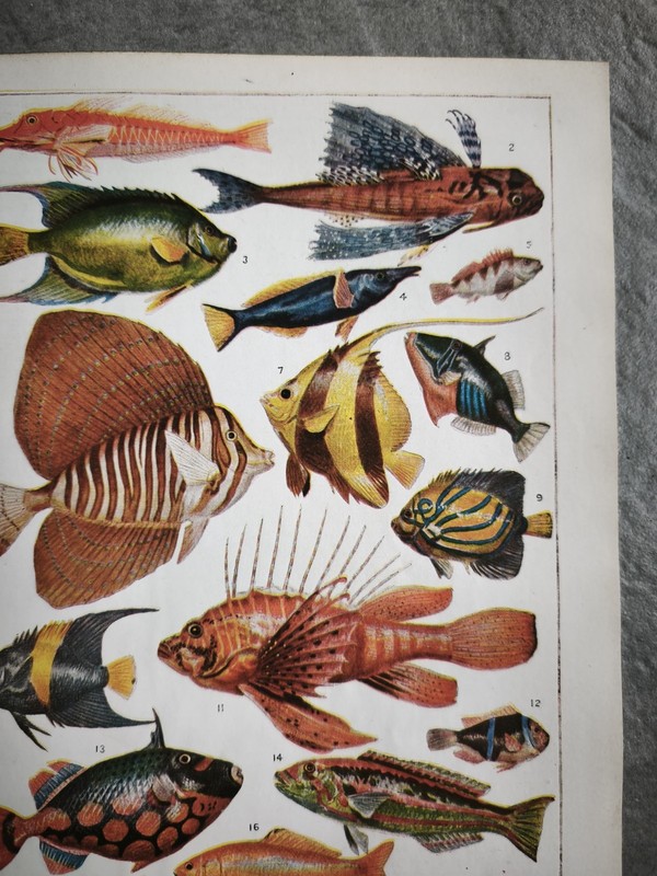 Antique 1930s Tropical Aquarium Sea Fish Book Art Print Picture Angel Fishes gallery