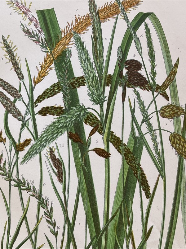 Antique Flowered Alpine Pendulous 1900 Botanical Grasses Print Natural History