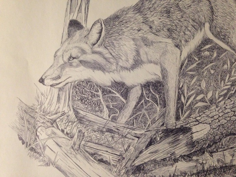 Wolf By Vince Robles original black and white ink drawing for sale gallery