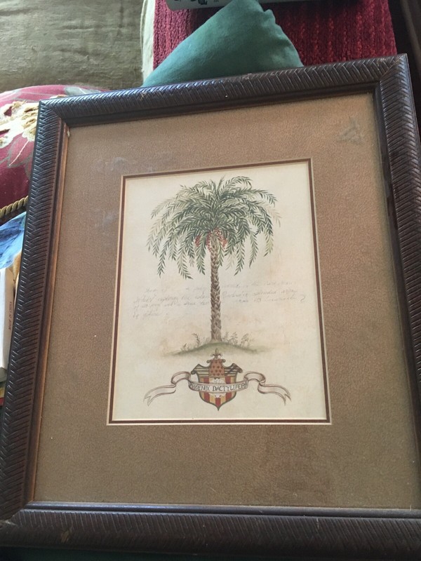 (PHOENIX DACTYLIFERA) – art print -FRAMED 14 X 16