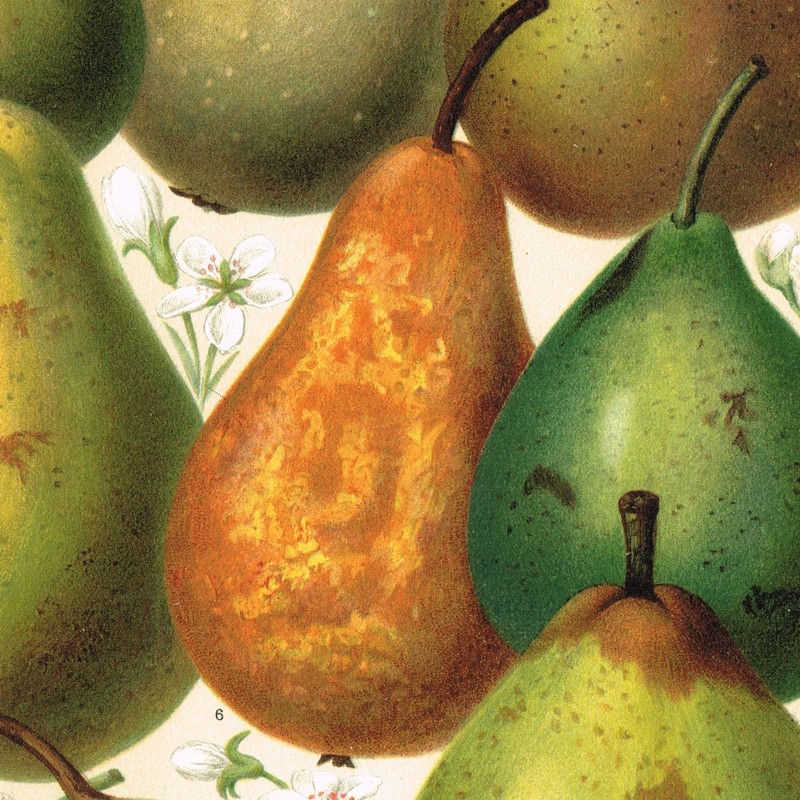 PEARS Pyrus Antique Print 1890 Original Lithography 19 century Kitchen Wall Art gallery