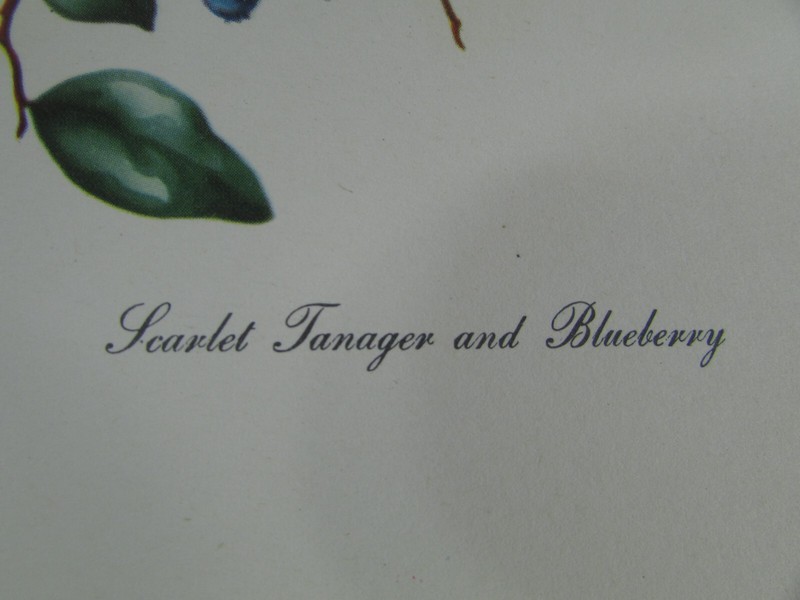 Set of (6) Vintage Bird Lithographs by Vincent, Original 1950's Art Prints USA gallery