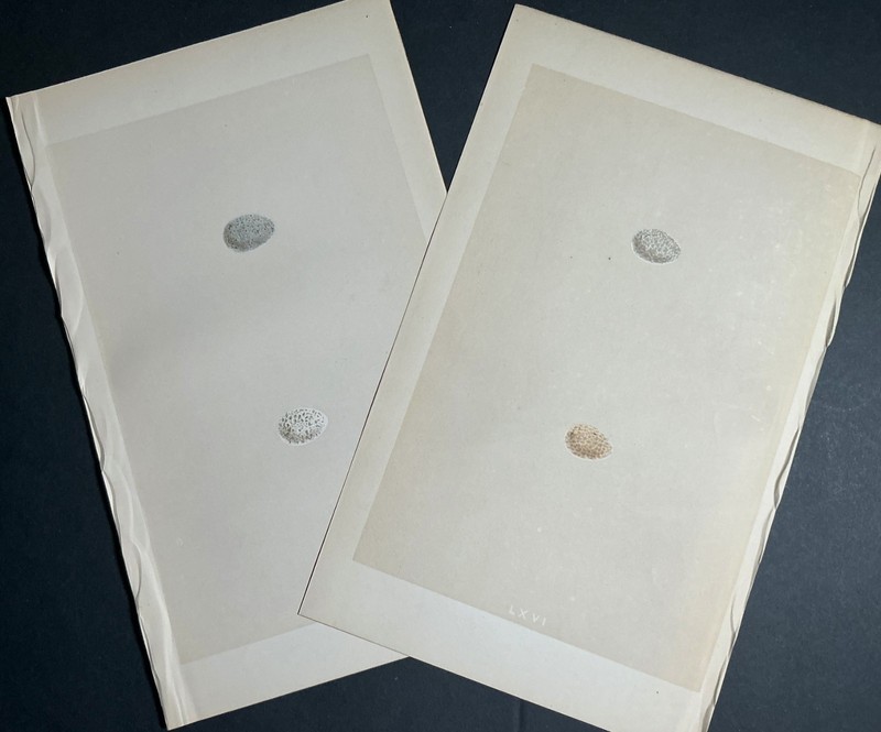 1867 Small, Neutral Colored Eggs, Set of Two Morris Antique Prints Vintage