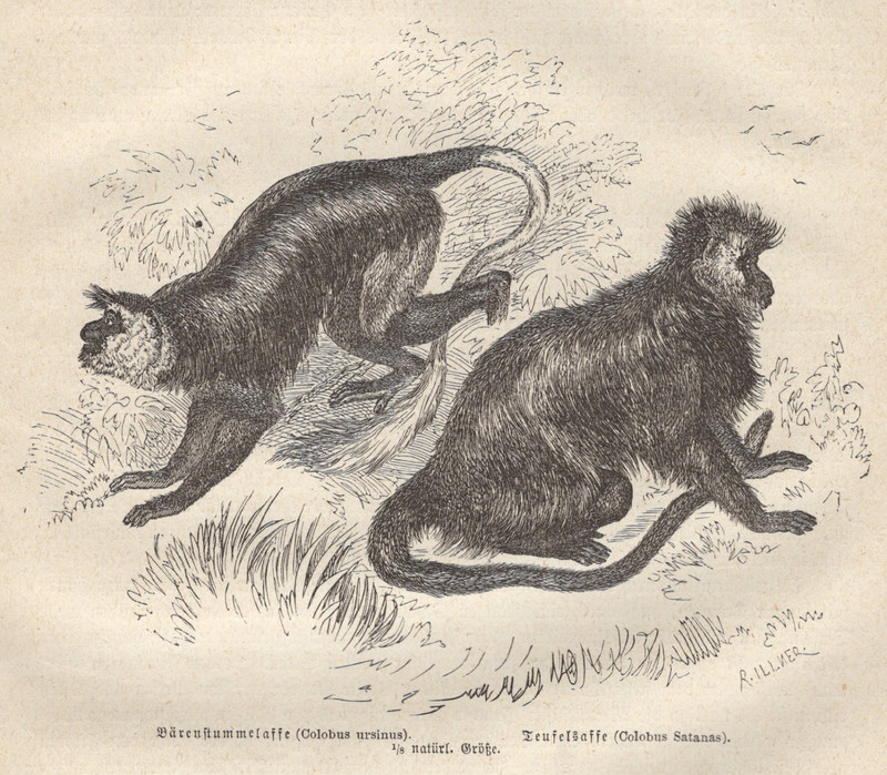 1883 Brehms Thierleben Wood Engraving Colobus Monkeys Original Antique Print