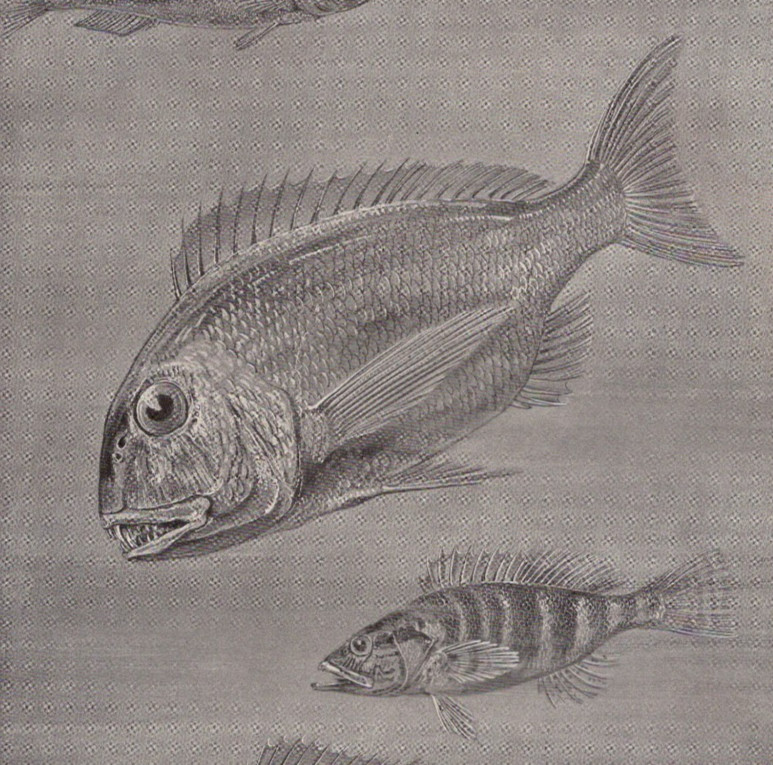 Mediterranean Sea Perch and Sea Bream Fishes Double-Sided 1911 Antique Print