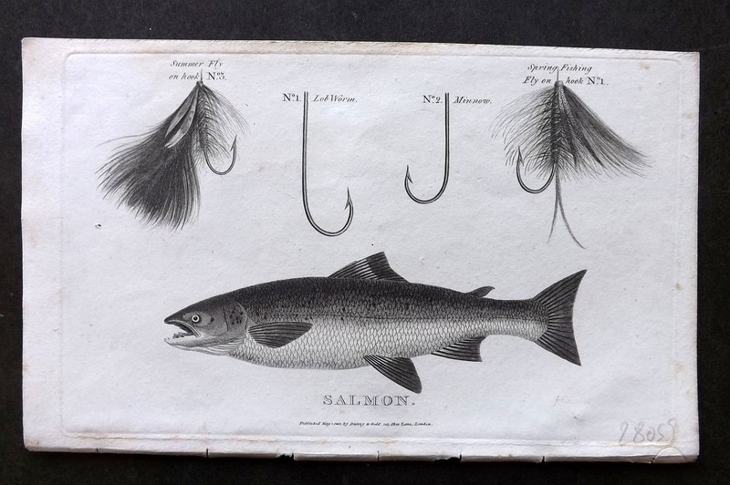 William Daniel 1801 Antique Fish Print. Salmon. With Angling Flies, Hooks