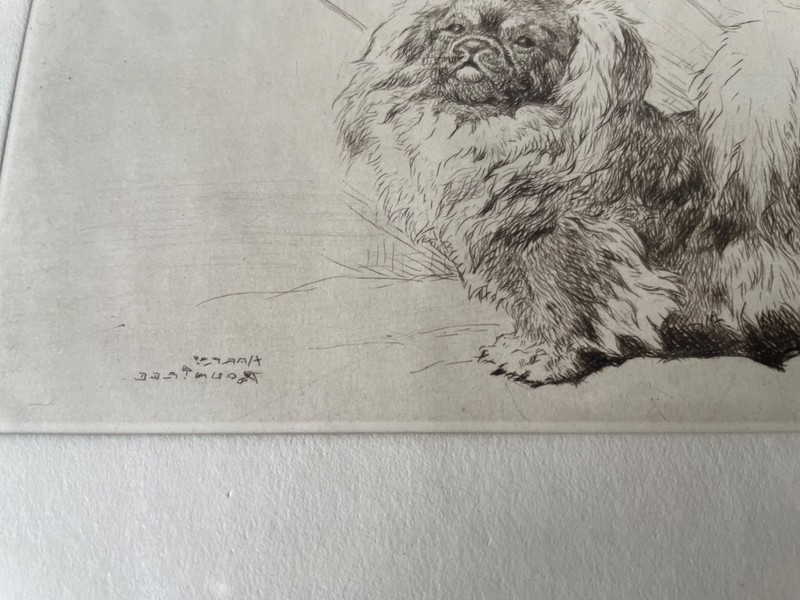 Vintage Print Etching Pekingese Dog After Rountree 1878-1950 gallery