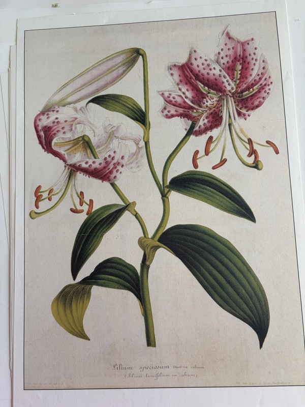 Lot of 18 Botanical Flower Prints on Paper, Unframed Portrait Floral Nature Art