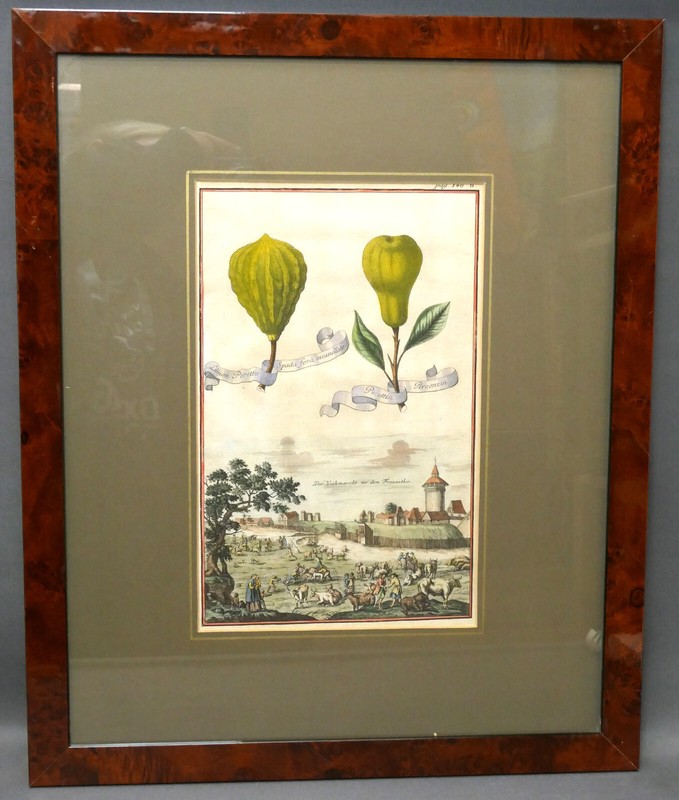 J.C. Volkamer «Lemon Peretto Spada» colored copperplate Bl.140 32.5×20.5
