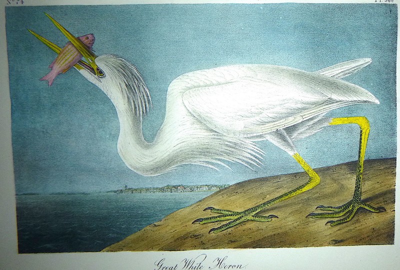 Audubon Octavo GREAT WHITE HERON Birds of America original hand colored litho gallery