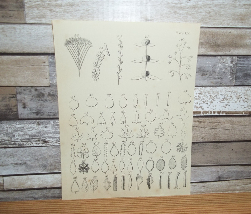 Antique Engraving Print Leaves 18th-19th Century Andrew Bell Original