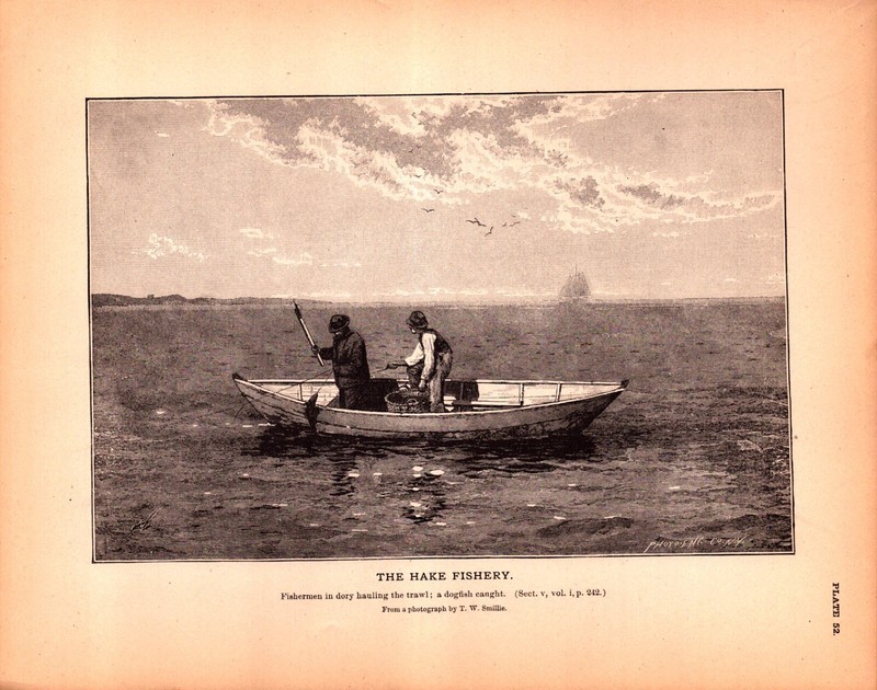 «THE HAKE FISHERY» FISHERMAN HAULING TRAWL Antique Fisheries engraving 1887