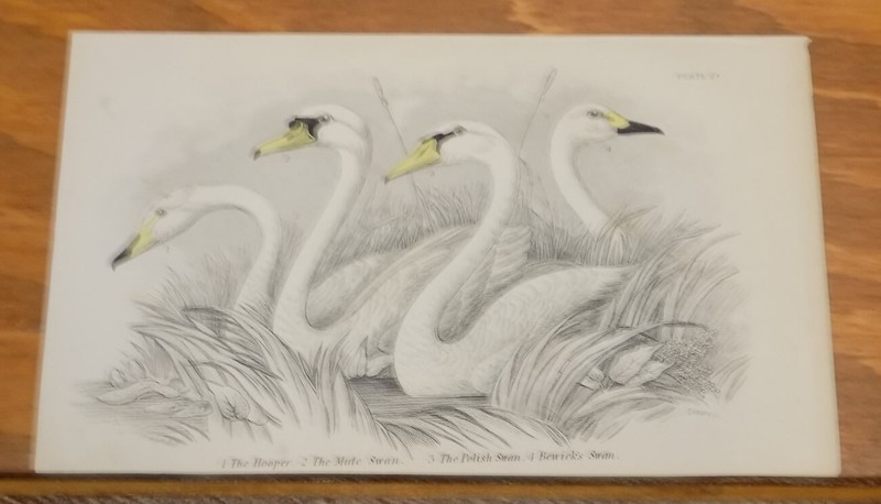 c1840 Antique COLOR Print by Jardine /SWANS – HOOPER, MUTE, POLISH, BERWICK’S