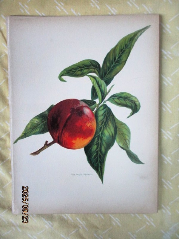 Vintage Print,NECTARINE, Chromolitho,1890, May RIVERS,Illust.,Pine Apple Variety