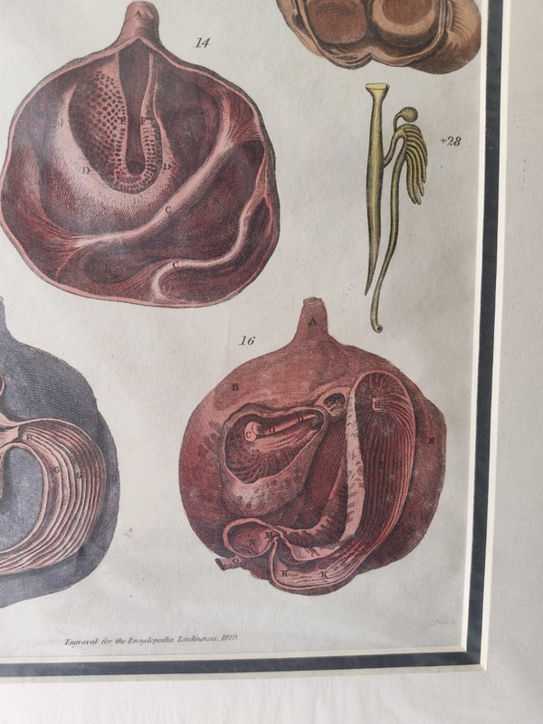 Antique Engraving Hand-Colored 1829 Copper Plate Encyclopaedia Londinensis Zoo gallery