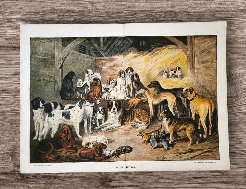 Antique 1883 Victorian Era Pet Dog Breeds Book Print Picture Pets Dogs Breed Art