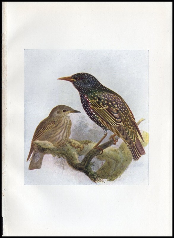 1917 H.E. Dresser Birds of Britain Original Antique Bird Starling