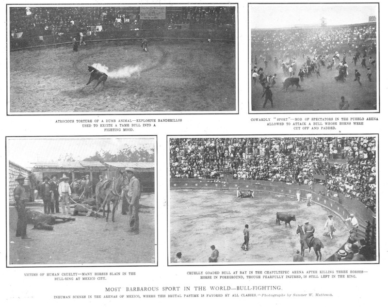 Bull Fighting Scenes in Arenas of Mexico - The Most Barbarous Sport - 1907