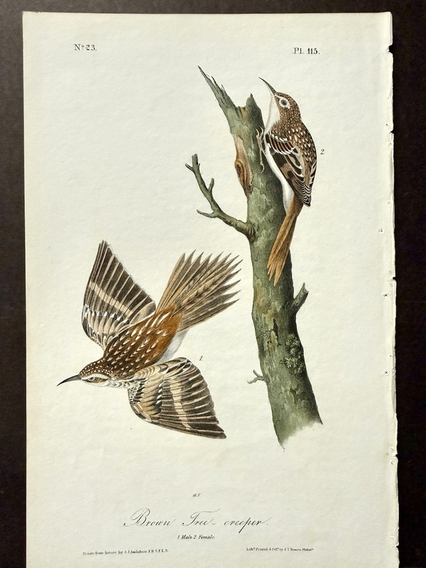 Audubon 1st. Edition Octavo Original Bird Art - BROWN TREE CREEPER Pair, c1840's