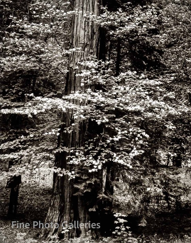 1947/80 Vintage ANSEL ADAMS Landscape Yosemite Dogwood Flower Tree Tritone Photo