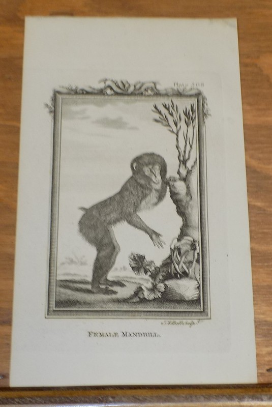 c1800 Antique Print of Types of Apes & Monkey’s///FEMALE MANDRILL
