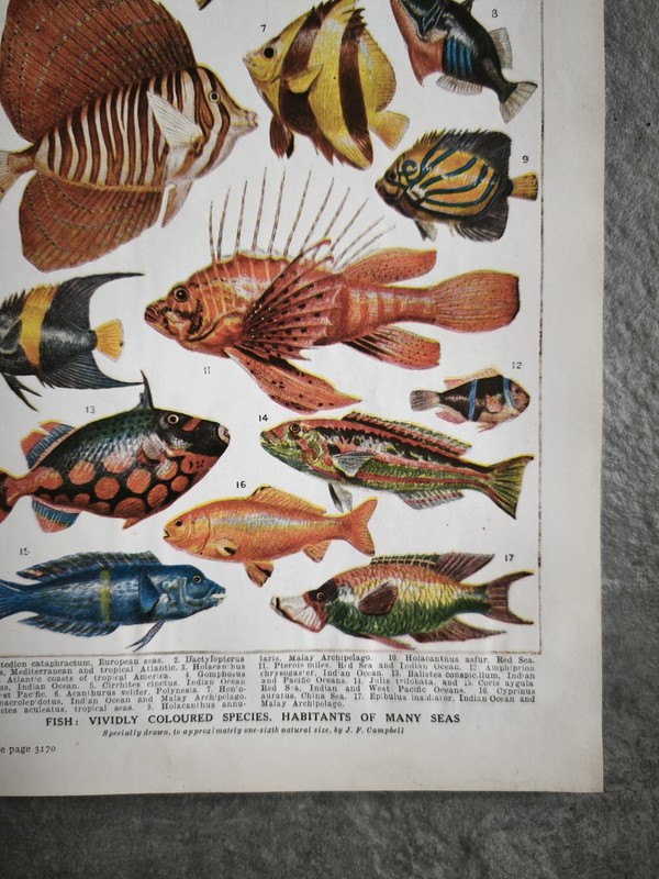 Antique 1930s Tropical Aquarium Sea Fish Book Art Print Picture Angel Fishes gallery