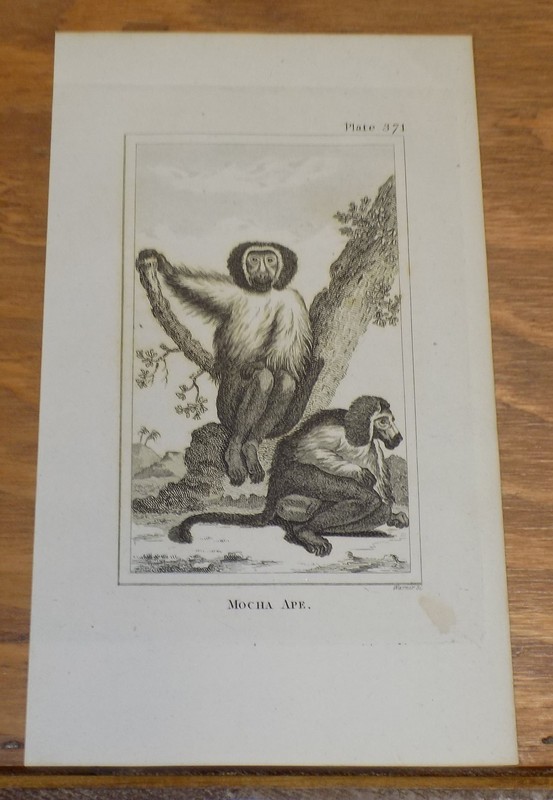 c1800 Antique Print of Types of Apes & Monkey’s///MOCHA APE