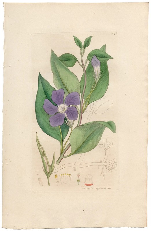 Antique 1798 Sowerby English Botany hand-colored engraving 514 Great Periwinkle