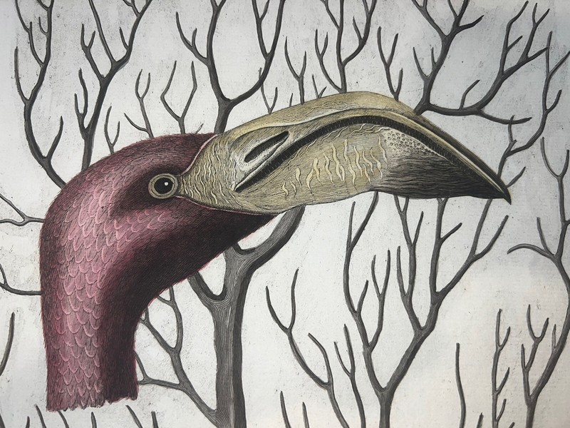 Antique Engraving Pl. 48 Mark Catesby Seligmann C1750 Hand Colored Bird Flamingo
