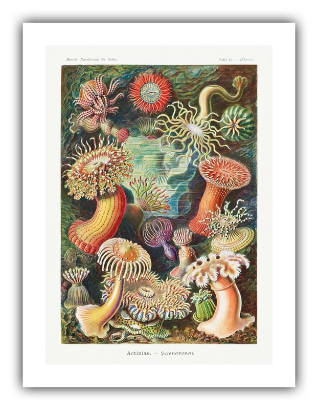 Ernst Haeckel : «Actiniae – Sea Anemones» (1904) – Giclee Fine Art Print