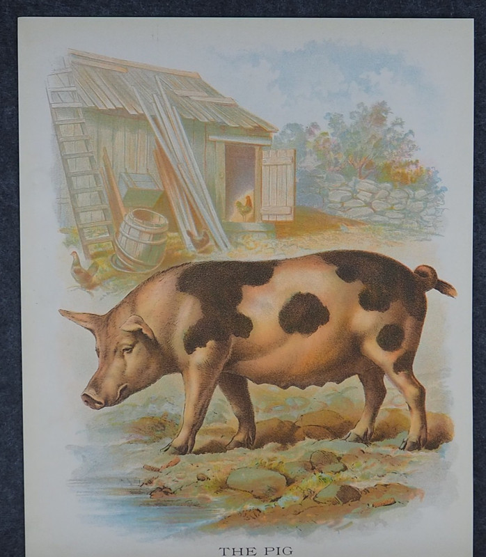 Pig on Farm Antique Art Print Lithograph 1898