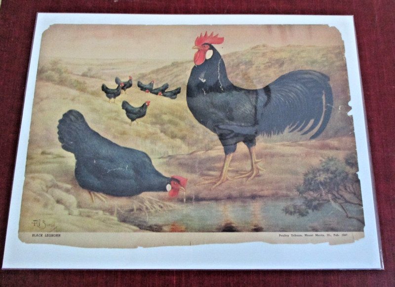 BLACK LEGHORN, Poultry Tribune Color Print by Franklane L. Sewell, 1947