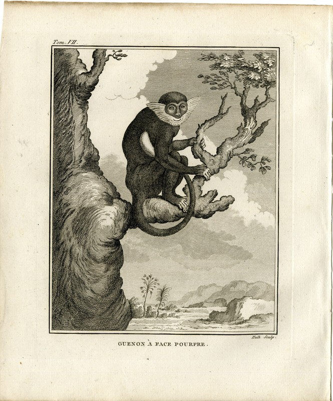 Antique Print-PURPEL FACED LANGUR-MONKEY-PRIMATE-GUENON-Hulk-Buffon-1801