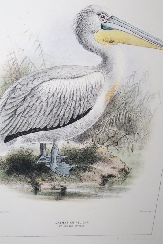 J. G. Keulemans Lithograph Dalmatian Pelican Hand Colored 17x22 Framed gallery