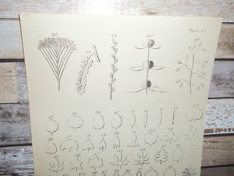 Antique Engraving Print Leaves 18th-19th Century Andrew Bell Original gallery