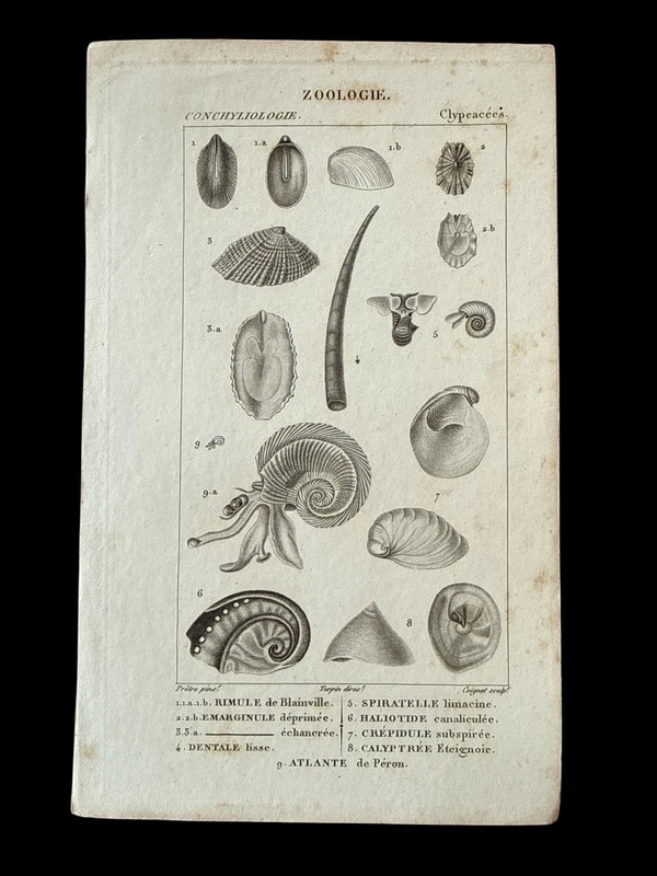 Antique Shells 1810 Zoology Plate Conchyliologie Clypeacées French Turpin