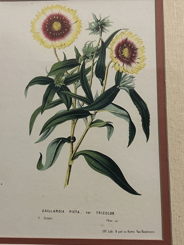Set Of 2 Vintage Botanical Lithograph Prints Matted Framed gallery