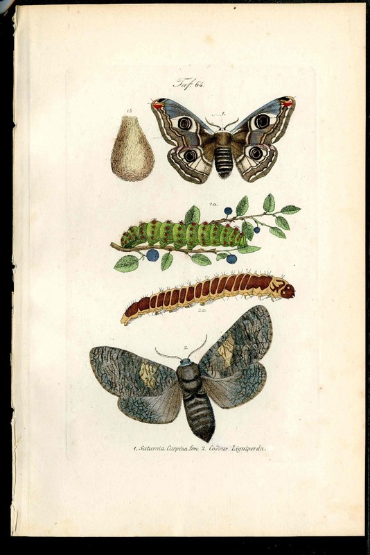 1859 Kayser Original Butterfly Antique Print Emperrr, Cosus Moth, Life Cycle