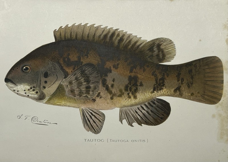 Original 1900c Denton Tautog Print,NY Fish and Game,Vintage,Old,New York,Litho