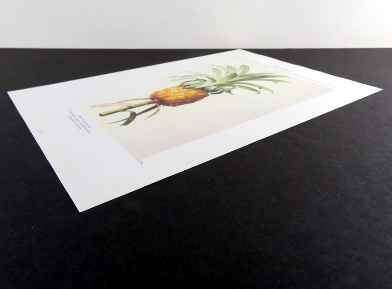 Pineapple, Redoute botanical print, 1986 offset lithograph gallery