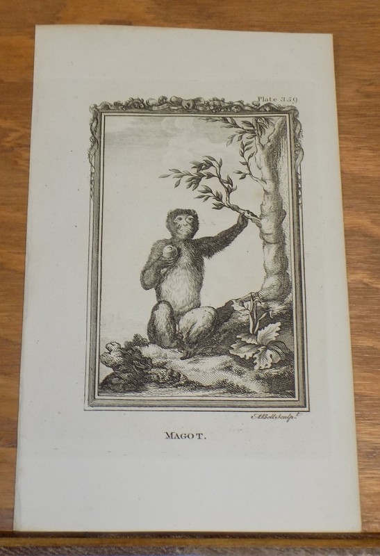c1800 Antique Print of Types of Apes & Monkey’s///MAGOT///a