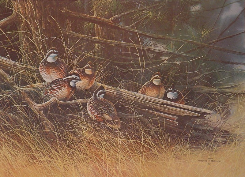 BOBWHITE COVEY – GREGORY MESSIER – RETAIL $50 – LIMITED EDITION PRINT – QUAILS