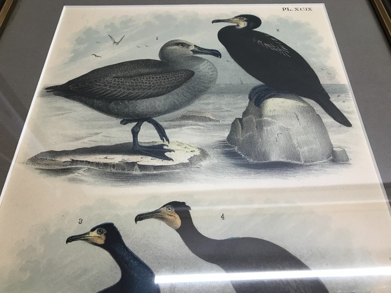 Framed Albatross Lithograph by Theodore Jasper 1881 Colored - Studer's Birds gallery
