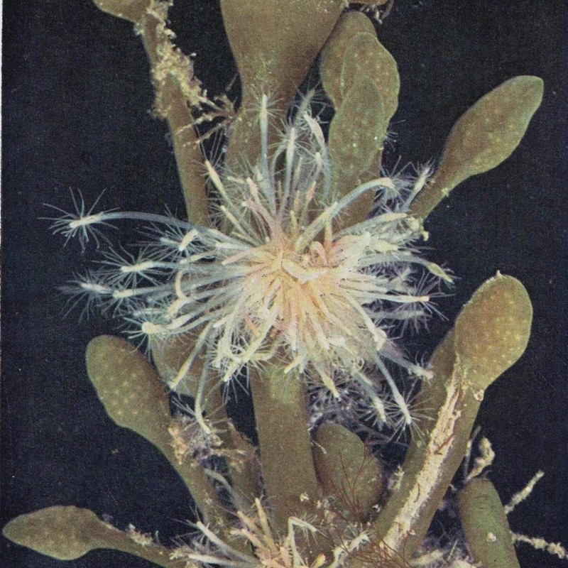 1959 Club-headed Hydroid on Knotted Wrack – Underwater Study – 8.25 x 5.25 in