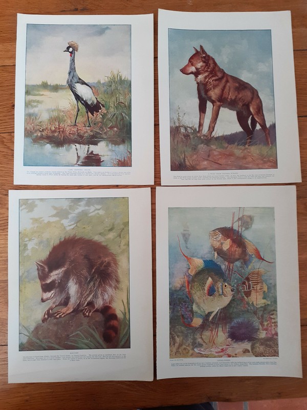 1903 The Peoples Natural History four colour plates